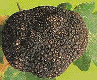 Truffe2
